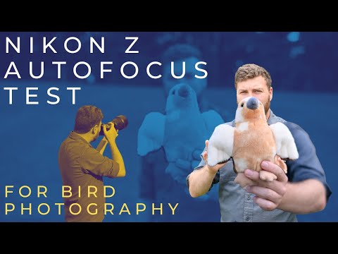 Nikon Z Autofocus Compared - Birds in Flight