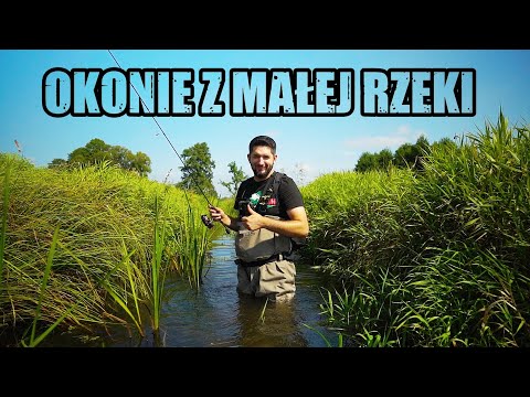 I WENT INTO THE RIVER TO CATCH THEM! - PERCH from a small RIVER