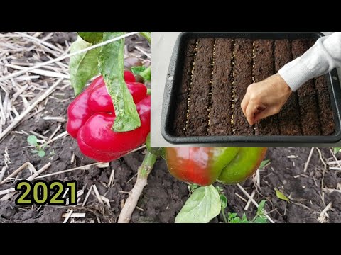 , title : 'Comment semer les poivrons et les piments de A à Z pour les débutants ? 2021'