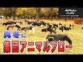 【アニマルフロー】総勢22人でアニマルフローを合わせました!【大迫力!】