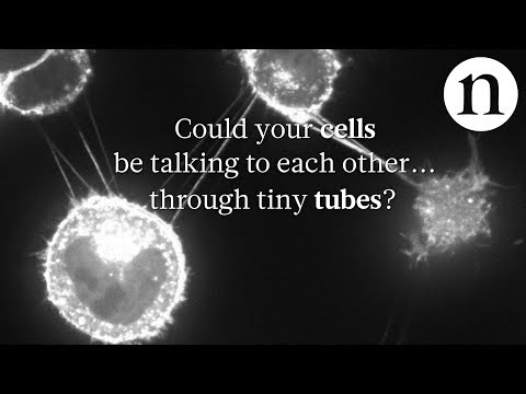 The mysterious nanotube network connecting cells