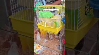 Download lagu Rabbits and hamsters #animals #rabbits #hamsters #cuteanimals #shorts mp3