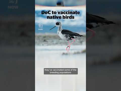 Thumbnail for Bird flu: What could the outbreak mean for NZ's $2.2 billion poultry industry?