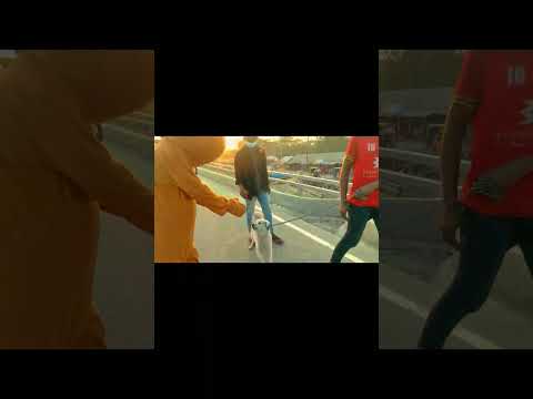 kuttar bacca fut fute sondor#mrteddy1.4m