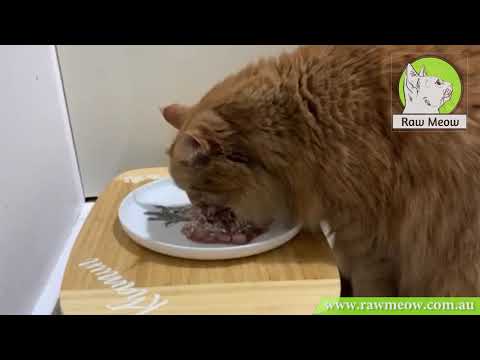 Kirsten Shows us how to use Raw Meow Mix