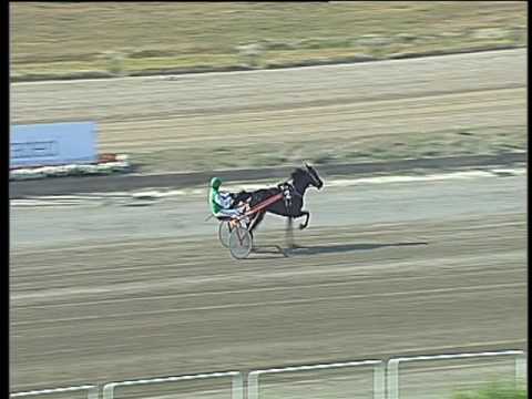 Trotto 08/06/2017 - 2ª prova di qualifica