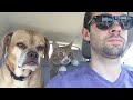 Animals With The Highest IQ Will Amaze You Funny Animal Videos 2025