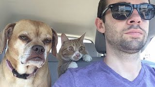 Animals With the Highest IQ Will Amaze You 🤪 Funny Animal Videos 2025