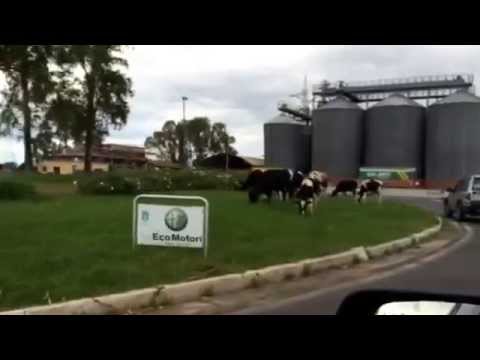 Mucche al pascolo in città