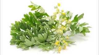 Taraf de Haidouks - Pelibau, pelimanic (One Take Absinth Mix)