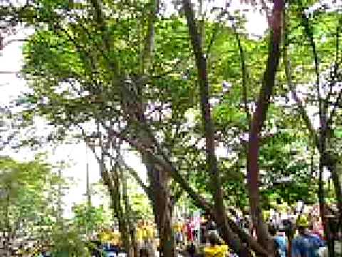 Hino CAASO  - Apelidação dos Bixos 2009