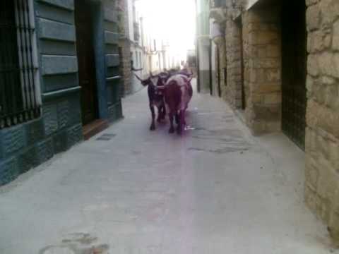 Encierro el 25-9-2009 en Puebla de Arenoso