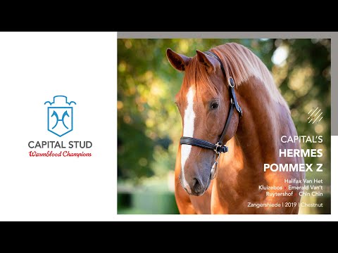 Capital’s Hermes Pommex Z - Halifax Van Het Kluizebos x Emerald Van’t Ruytershof x Chin Chin