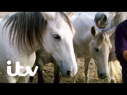 The Amazing Horse Whisperer Jean François Pignon | Martin Clunes: My Travels and Other Animals | ITV