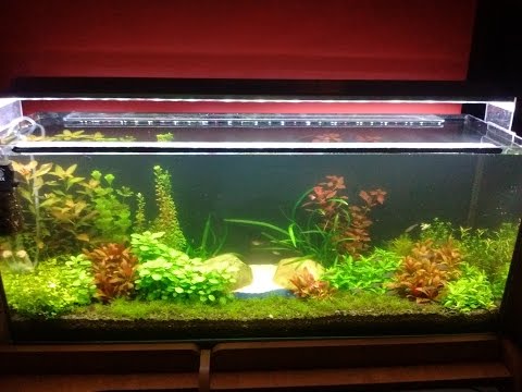 Jak bezproblemowo wystartować z akwarium ? / epoka akwariowa