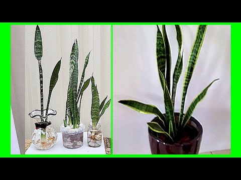 How to Care for Your Snake Plant: Essential Tips and Tricks