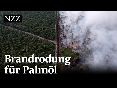 Stoppt Palmöl mit Nachhaltigkeitszertifikat die Abholzung vom Regenwald?