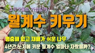 노지월동 월계수나무키우기 월계수잎의 효능 및 재배방법 향신료