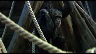 Natural World: The Chimpcam Project