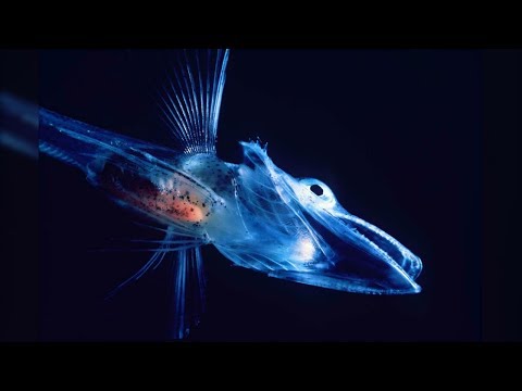 10 Most Recently Discovered Bizarre Animals