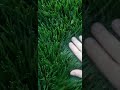 Green Turf Type Tall Fescue Grass!!!! #darkgreenturf