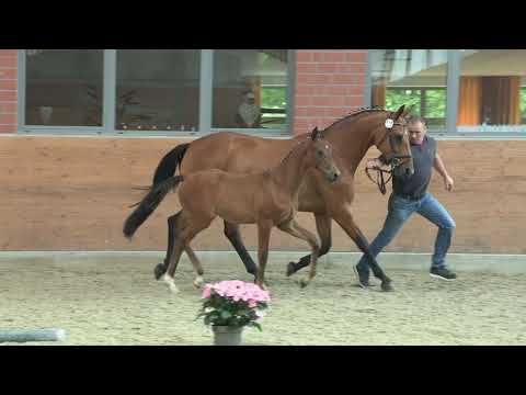 Hengstfohlen von Valego - Stedingeer - Goldstern