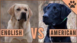 American Labrador vs English Labrador