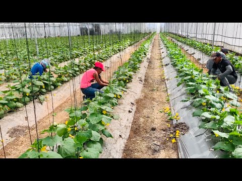 , title : 'CULTIVO DE PEPINO SIEMBRA PRODUCCIÓN COSECHA EMPAQUE Y DISTRIBUCIÓN DEL PEPINO #2'