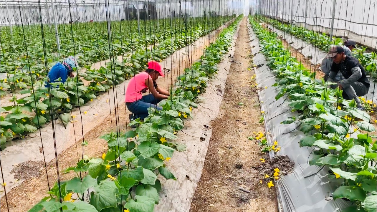 CULTIVO DE PEPINO SIEMBRA PRODUCCIÓN COSECHA EMPAQUE Y DISTRIBUCIÓN DEL PEPINO #2