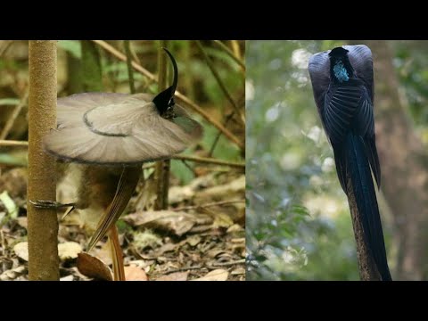 Black Sicklebill Bird | (Epimachus Fastosus)