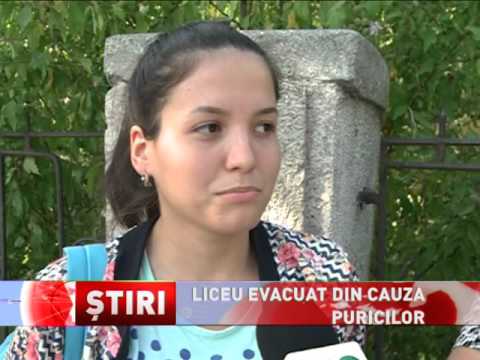 Un liceu din Constanța a fost evacuat din cauza puricilor