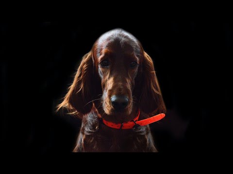 Funny Dogs and Cat | Funniest Pets | Anusha HW channel