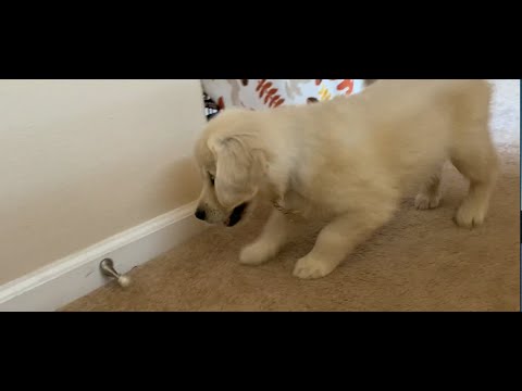 Golden Retriever puppy angry at the doorstop