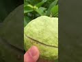 Oddly Satisfying Fresh Guava Fruit Cutting In My Farm How To Cut Fruit In My Farm Shorts