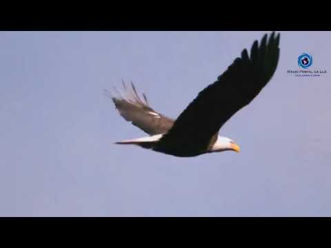 Uma Prece - Poderosa Águia