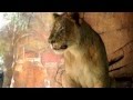San Diego Zoo Safari Park Encounter With Lion