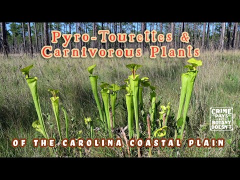 A Pyro-Tourrettes Journey to the Carolina Sandhills & Venus Flytrap Savannas