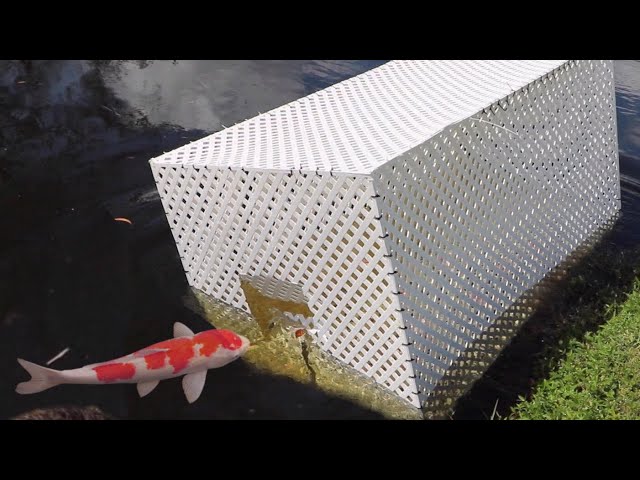 GIANT FISH-TRAP CATCHES MASSIVE COLORFUL FISH!!