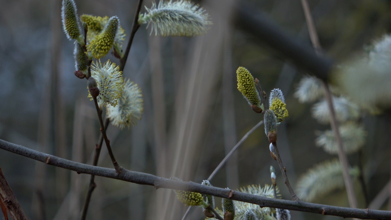 Amsterdamse Bos 170326