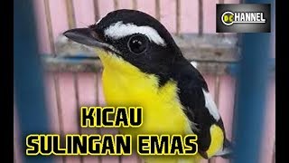 Download lagu SUARA BURUNG Sulingan Emas Gacor Dor mp3 Download lagu SUARA BURUNG Sulingan Emas Gacor Dor mp3