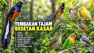 Download lagu MATERI BESETAN WAJIB MASUK! 🐦 MASTERAN KASAR UNTUK MURAI BATU mp3