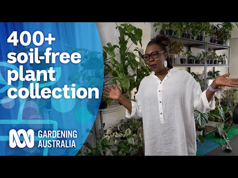 Touring a fascinating soil-free indoor plant collection | My Garden Path | Gardening Australia