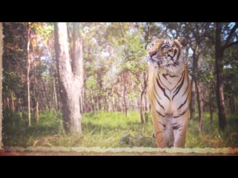 AR SUT Botanical Garden Video