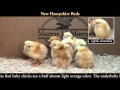 Video: New Hampshire Red Baby Chicks
