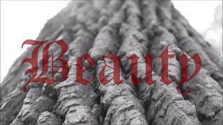 Beauty- The Shivers: Music Video