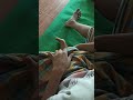 Marang Berkat Untuk Bocah Sunat Kehidupandidesa Wadahberkat