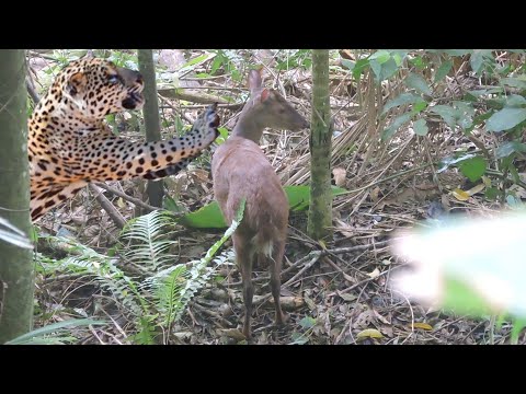 a onça esturrou bem na hora q o veado tava na ceva! fui embora as presas também sem alumia