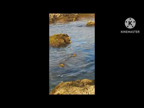 A beautiful and calm marine area, full of fish and shellfish,