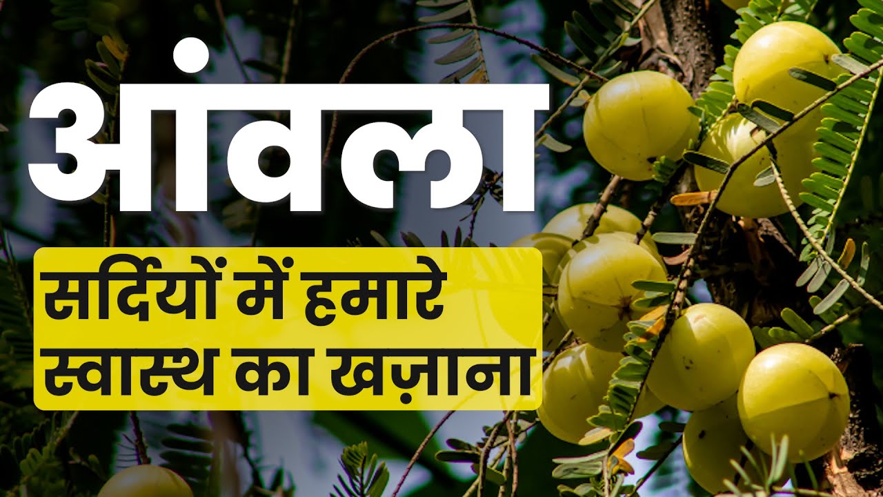 Winter Wellness: Power of Amla – Your Seasonal Superfood Guide