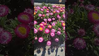 Suntory Flowers Shines at Smith Gardens